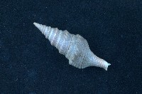 藏品(臺灣捲管螺)的圖片